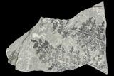 Carboniferous Fossil Ferns (Sphenopteris) - Poland #111662-1
